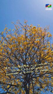 🌼💛 Quem não ama os ipês e Caxias toda florida? 😍

A primavera deixa tudo mais colorido, pintando nossas ruas de amarelo e espalhando beleza, encantamento e poesia por cada cantinho da cidade. É impossível passar por esses ipês e não parar para admirar! 🌼✨

#Ipês #Primavera #CaxiasÉLinda #PrefeituraDeCaxias