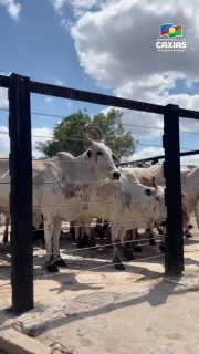 🔍💼 Vistoria em abatedouro garantindo a qualidade dos produtos, apoiando os produtores e oferecendo um serviço eficiente e eficaz para os consumidores.
Tudo para que a população caxiense receba alimentos com ainda mais segurança, confiança e qualidade. 🐄✅
#AtividadesProdutivas #InspeçãoAnimal #DesenvolvimentoEconômico #PrefeituraDeCaxias