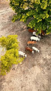📢 Produtor rural, chegou o momento de atualizar o cadastro do seu rebanho!

A atualização junto à AGED segue até o dia 15 de dezembro e é fundamental para garantir segurança, controle sanitário, regularidade da produção e fortalecer o desenvolvimento rural do nosso município.

💻👨‍🌾 O processo pode ser feito presencialmente na unidade da AGED ou on-line, de forma simples e rápida.

Não deixe para depois! Mantenha seu cadastro em dia e contribua para uma pecuária mais segura e organizada.

#DesenvolvimentoRural #AGED #ProdutorRural #PrefeituraDeCaxias