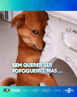 🏆✨ Caxias é destaque mais uma vez!
O nosso município foi reconhecido no Prêmio SEBRAE Prefeitura Empreendedora, conquistando:
🥇 1º lugar em Empreendedorismo Rural
🥉 3º lugar em Inclusão Socioprodutiva
Resultados que mostram o compromisso com o desenvolvimento e a geração de renda. Seguimos avançando e fazendo a diferença na vida dos caxienses! 💙
#PrêmioSEBRAE #Empreendedorismo #Desenvolvimento #TrabalhoTáOn #PrefeituraDeCaxias