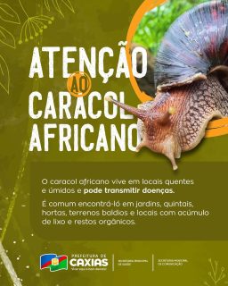 🐌⚠️ Atenção ao caracol africano!Esse molusco pode transmitir doenças e representa riscos à saúde. Ao identificá-lo, evite o contato direto e siga as orientações corretas para o manejo seguro.Use luvas, faça o descarte de forma adequada e, em caso de contato, lave bem as mãos com água e sabão.Vamos juntos cuidar da nossa saúde. Prevenção, informação e cuidado fazem a diferença! 🤝#SaúdePública #Prevenção #SaúdeCaxias #PrefeituraDeCaxias